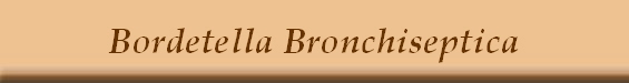 Bordetella Bronchiseptica